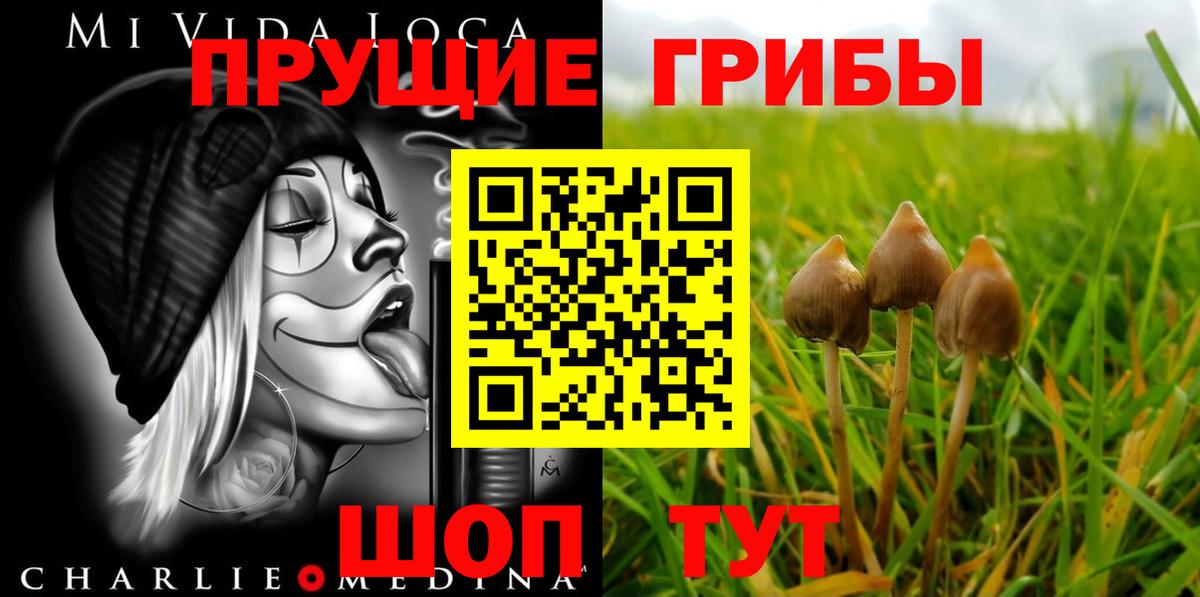 Асино  Псилоцибиновые грибы Cubensis  Псилоцибиновые грибы Cubensis  где можно купить   Вход с VPN 